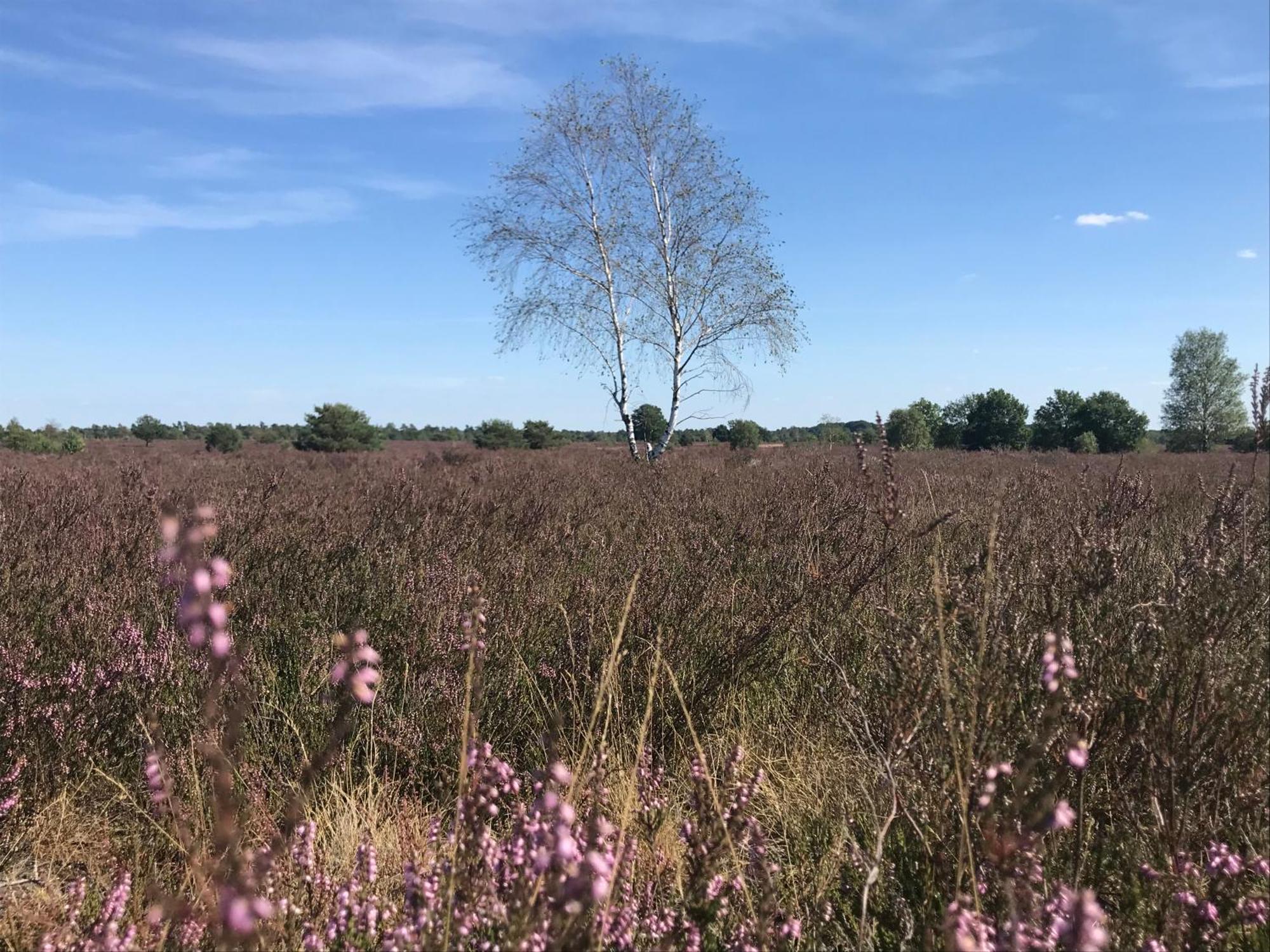 Ferienwohnung Calluna Buchholz in der Nordheide Eksteriør billede